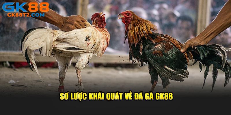 Đá gà Thomo hứa hẹn trải nghiệm trong mơ đầy kịch tính
